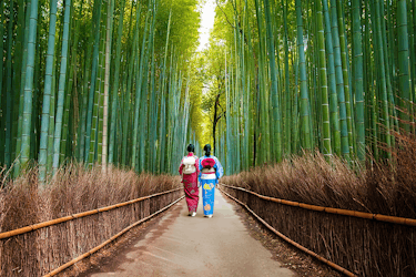 Arashiyama evidenzia il tour a piedi con la foresta di bambù e il parco delle scimmie